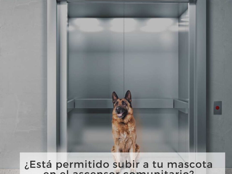 Perro en un ascensor